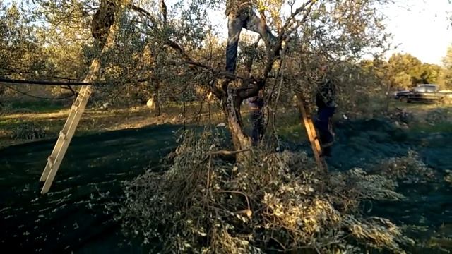 Плантация оливковых деревьев. Сбор урожая. Греция смотреть онлайн