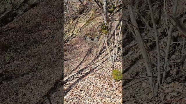 АласТВ. Маштак. Черемша. Море подснежников. Барсуки. смотреть онлайн