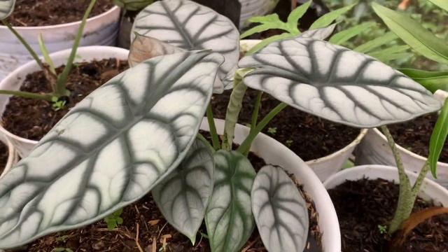 Alocasia Dragon Moon Alocasia Hybrid