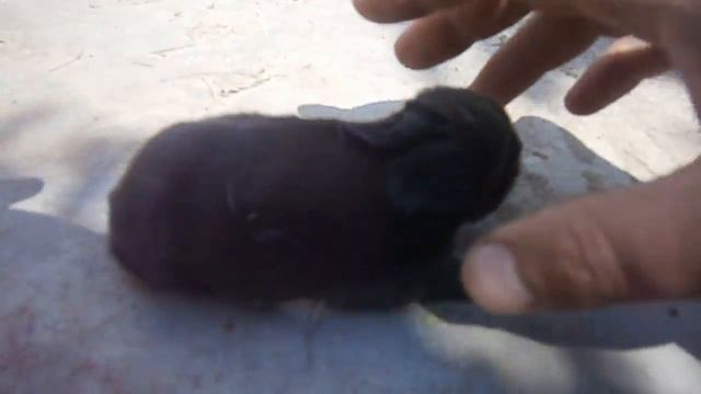 кролики малыши с крольчихой )))