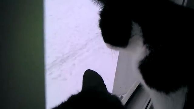 Собака просит кушать у котов смотреть онлайн