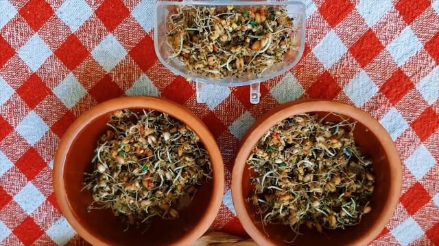 Muhabbet Kuşlarımın Günlük Bakım Rutini | Muhabbet Kuşu Bakımı