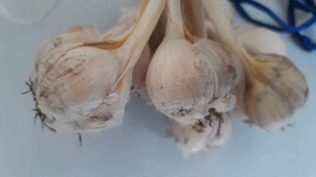 Клубника весной.Первые работы.Чистим.Подкармливаем.Советы по чесноку.#Сад#Дача#Сад СветаСветланы# смотреть онлайн