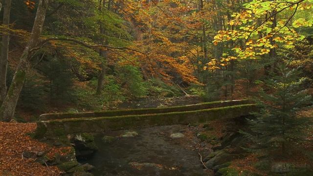 4K HDR Autumn Stream - Leaves Fall in Colorful Autumn Forest - Relaxation & Sleep Sounds - 10 Hours смотреть онлайн