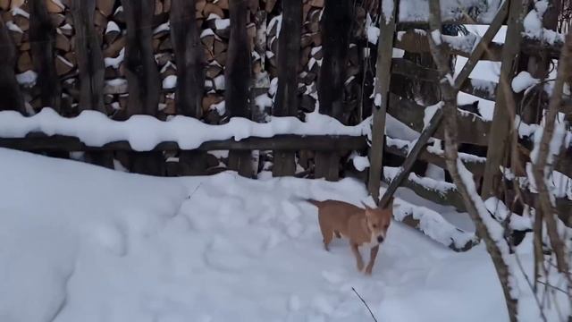 Новая затея, корзина с новогодними игрушками и угроза для посетителей кормушек