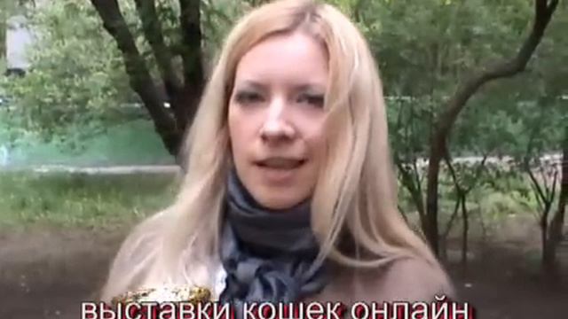 Отзывы о выставке кошек в формате online смотреть онлайн