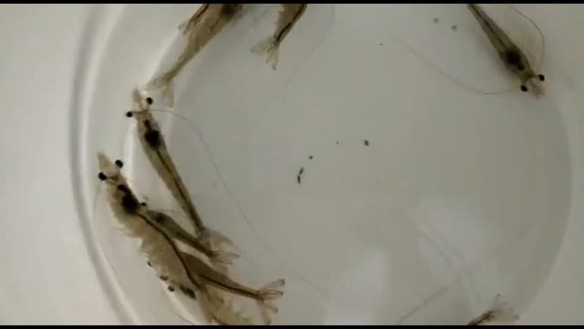 Keys to Shrimp Health смотреть онлайн