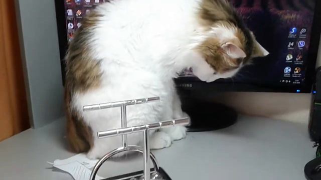 Кот и маятник смотреть онлайн