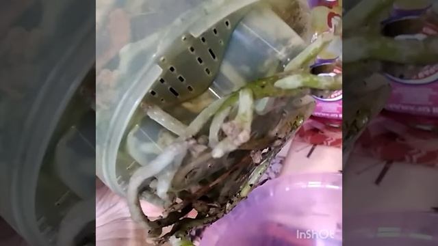 Размножение Орхидеи, делением корневища. Часть-1 смотреть онлайн