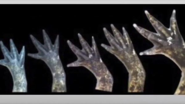 THE SCIENCE BEHIND AXOLOTLS REGENERATION // MYTH VS FACT