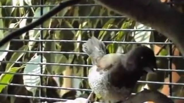 Японские амадины. Отличие самца от самки. смотреть онлайн