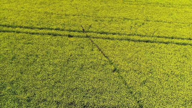 Сколько меда дает 1 га рапса смотреть онлайн