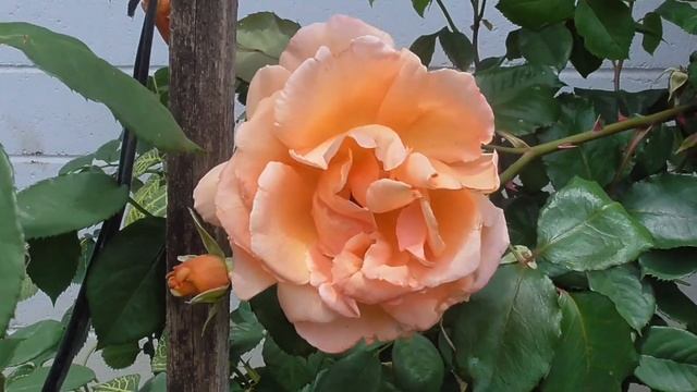 Large Just Joey Rose смотреть онлайн