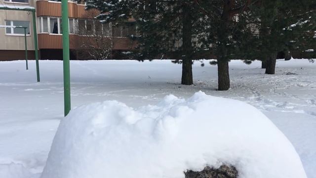 VLOG#1: котики, съемки в Таллинне, выставка собак смотреть онлайн