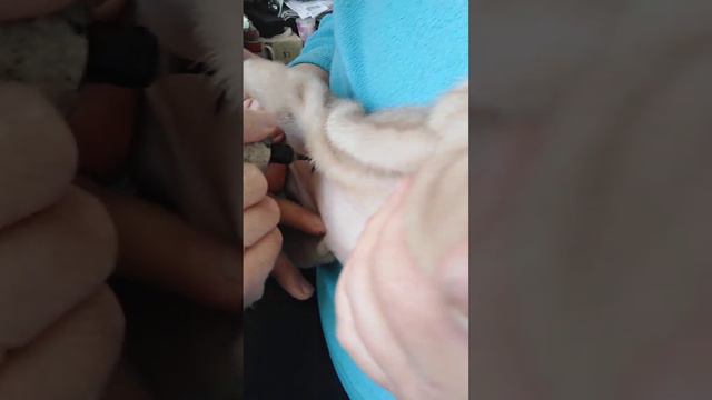 Клеймение щенка шарпея (*обязательная процедура для щенков с документами). смотреть онлайн