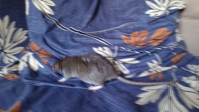 КРЫСКА С ОГРОМНЫМ БЕРЕМЕННЫМ ПУЗИКОМ :) смотреть онлайн