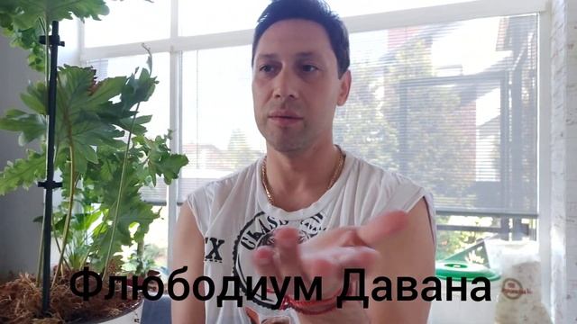 17 Папоротников над которыми тружусь, Часть1