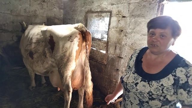 У нашей Березки Айширской коровы был парез! ужас, но я справилась смотреть онлайн