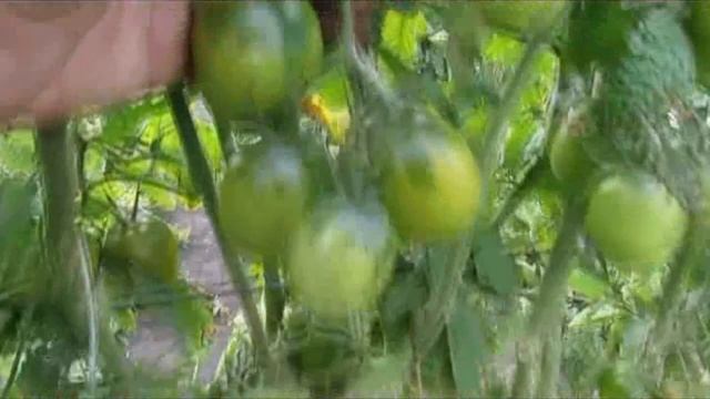 О ЯПОНСКОМ ДЕРЕВЕ и не только сравнительный анализ 2015г