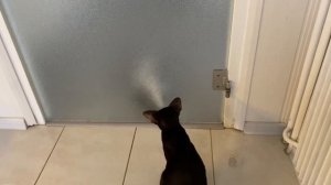 Ориентал?l Смешные коты l Проделки ориентала