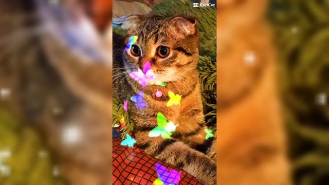 19-01-2024Бела мой питомец ❤️