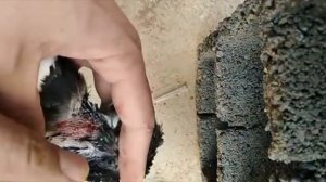 Как в Иране лечат Вертячку у голубей!