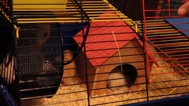 Уборка в клетках смотреть онлайн