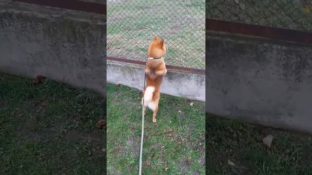 Шиба ину Семён. Гуляем) смотреть онлайн