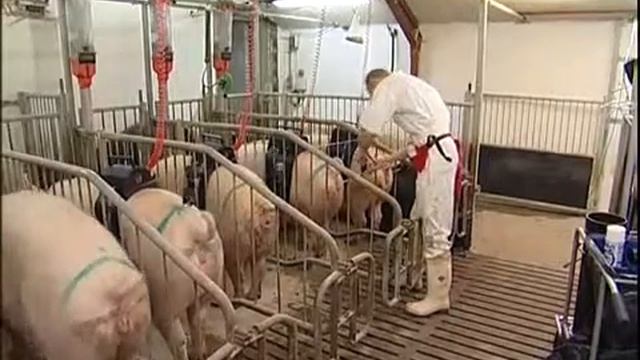 Урок №37  Прибор для ио свиней