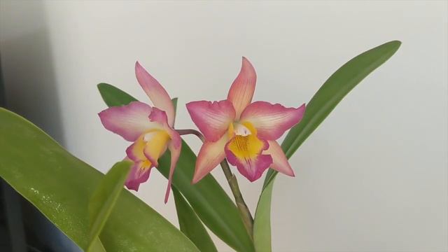 May 2022 Orchid Collection Update | Lots of Blooms, Jiu Jitsu and Other Things :) смотреть онлайн