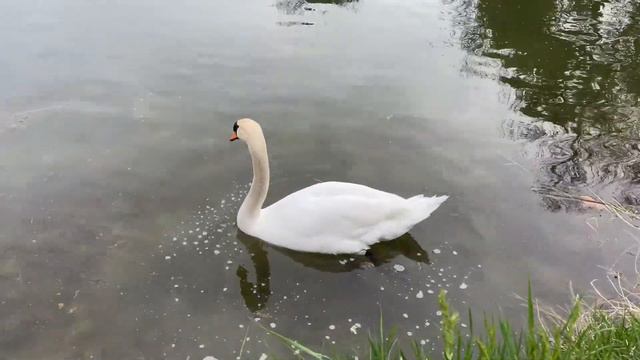 Прогулка таксы по Симферополю. *Такса VS Лебедь* смотреть онлайн