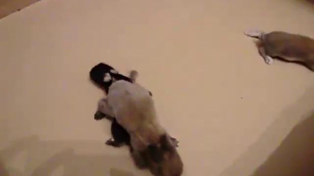 Зайкам пока 10 дней! смотреть онлайн