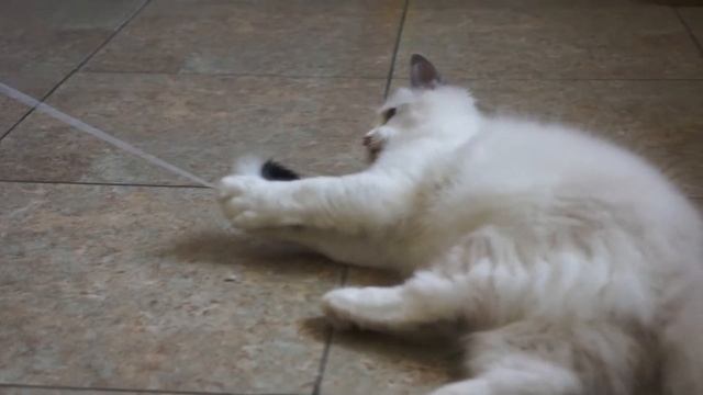 Woolly Bolls - питомник кошек породы Ragdoll (тряпичная кукла). 4 месяца смотреть онлайн