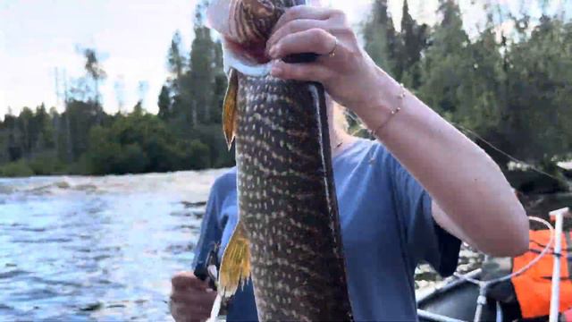 Щучий жор! Семейный отдых. Карельский уикенд с гидом.89535309999! смотреть онлайн