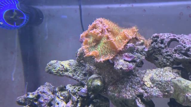 Introducing a Rock flower anemone смотреть онлайн