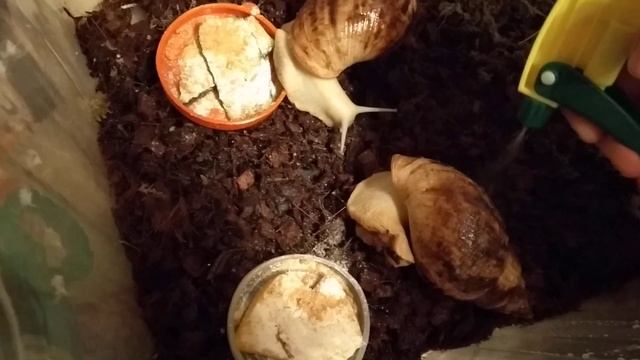 ?Ахатина Ахатина Тигр и др.мои питомцы.?? смотреть онлайн