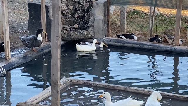 Ördekler Havuzda Kur Yaparak Çiftleşiyor - Ördek Nasıl Çiftleşir - Ördek Aşkı - DUCK LOVE смотреть онлайн