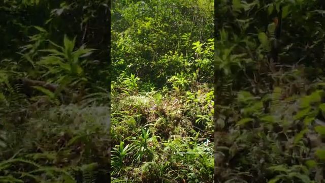 Дождевой лес. Синхараджа. Шри-Ланка. смотреть онлайн