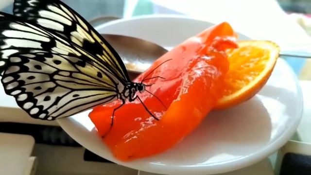 Как кушает БАБОЧКА. Чем кормить ТРОПИЧЕСКУЮ БАБОЧКУ. Реакция аквариумных рыбок на огромную бабочку. смотреть онлайн