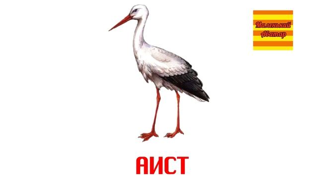 Методика Домана | Первые слова | Птицы | Развивающие мультфильмы | Маленький Аватар смотреть онлайн