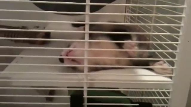 Спящий хорёк. смотреть онлайн