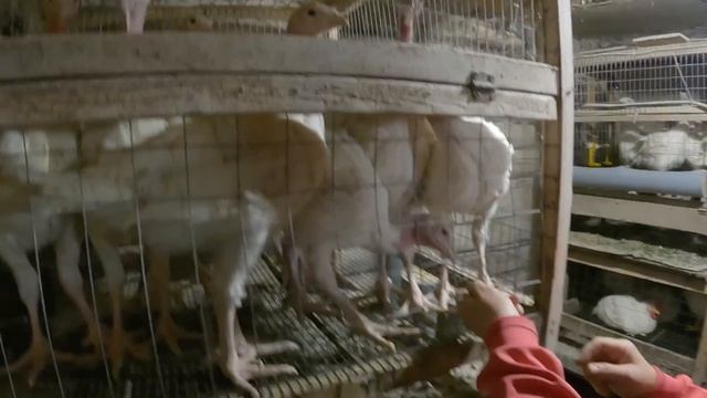 На пустые мешки - купили окно и 70 индюков "выехали" наконец то из сарая! Жизнь в деревне! смотреть онлайн