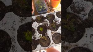 Размножаем черенкованием барбарис