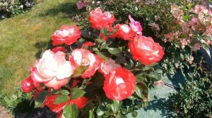 Чайно-гибридные розы. Nostalgie (Ностальжи)