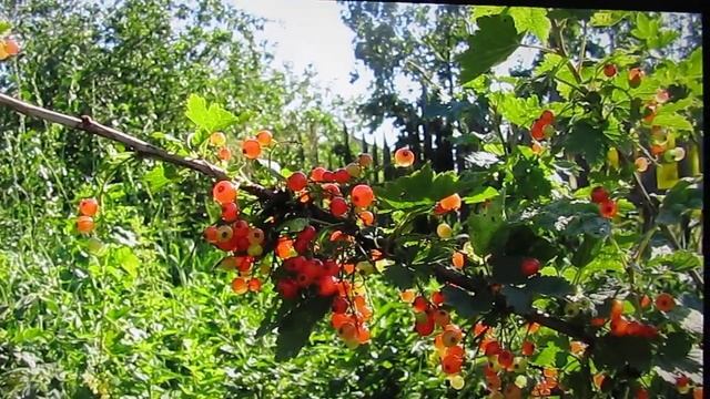 Предосенний день, он как Есенин Авторская песня Павла Владыкина смотреть онлайн