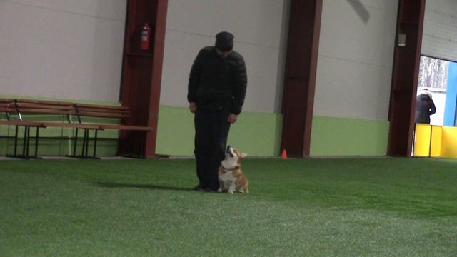 Чебыкин и корги Микки тренировочные ОБД 1 12.11.17 смотреть онлайн