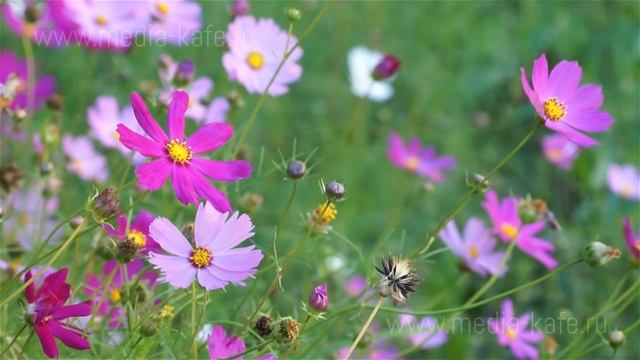 Цветущие космеи 01 смотреть онлайн