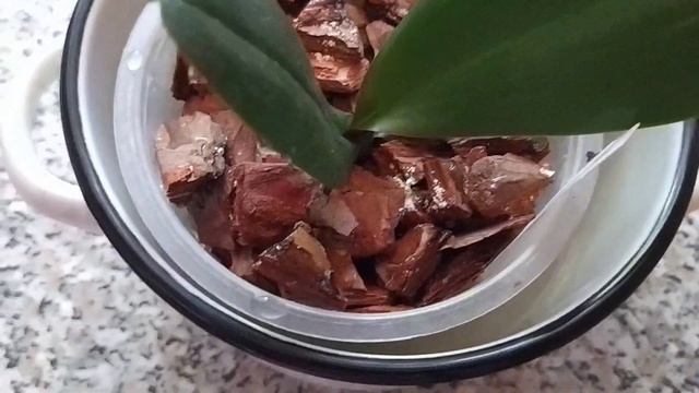 Первый полив орхидеи Victoria Lace  после пересадки. ???