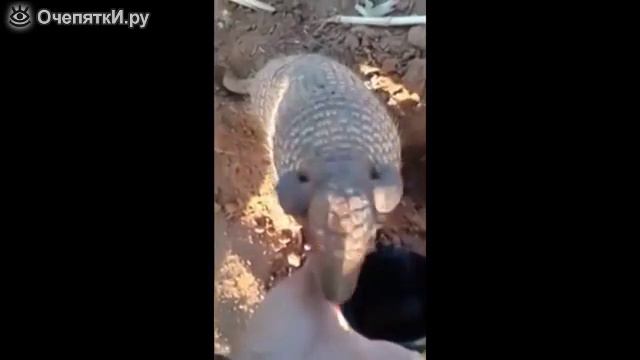 Напоил броненосца смотреть онлайн