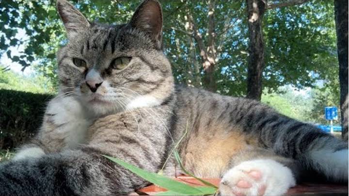 Кошка, чей сон был потревожен человеком, находится в плохом настроении. смотреть онлайн